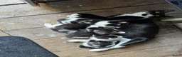 Mixed Breed cats for sale: Kittens - Advert 1