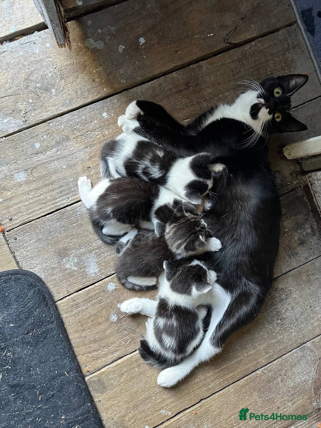 Mixed Breed cats for sale: Kittens - Advert 1