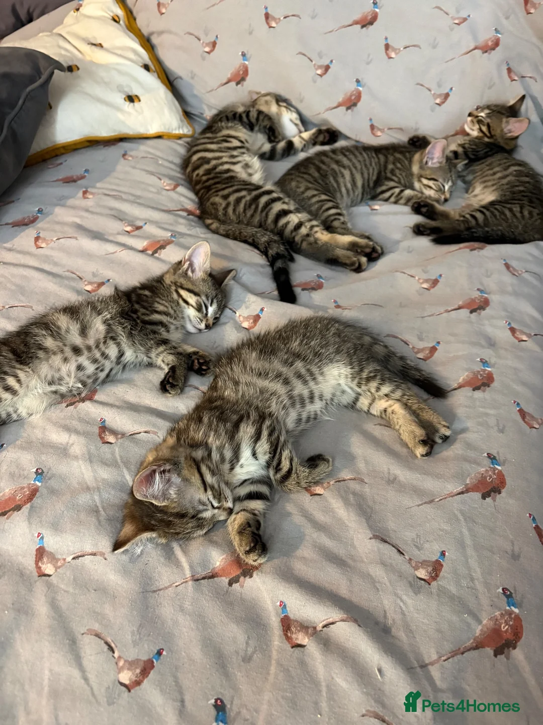 Mixed Breed cats for sale: 4 beautiful tabby kittens for sale - Advert 12