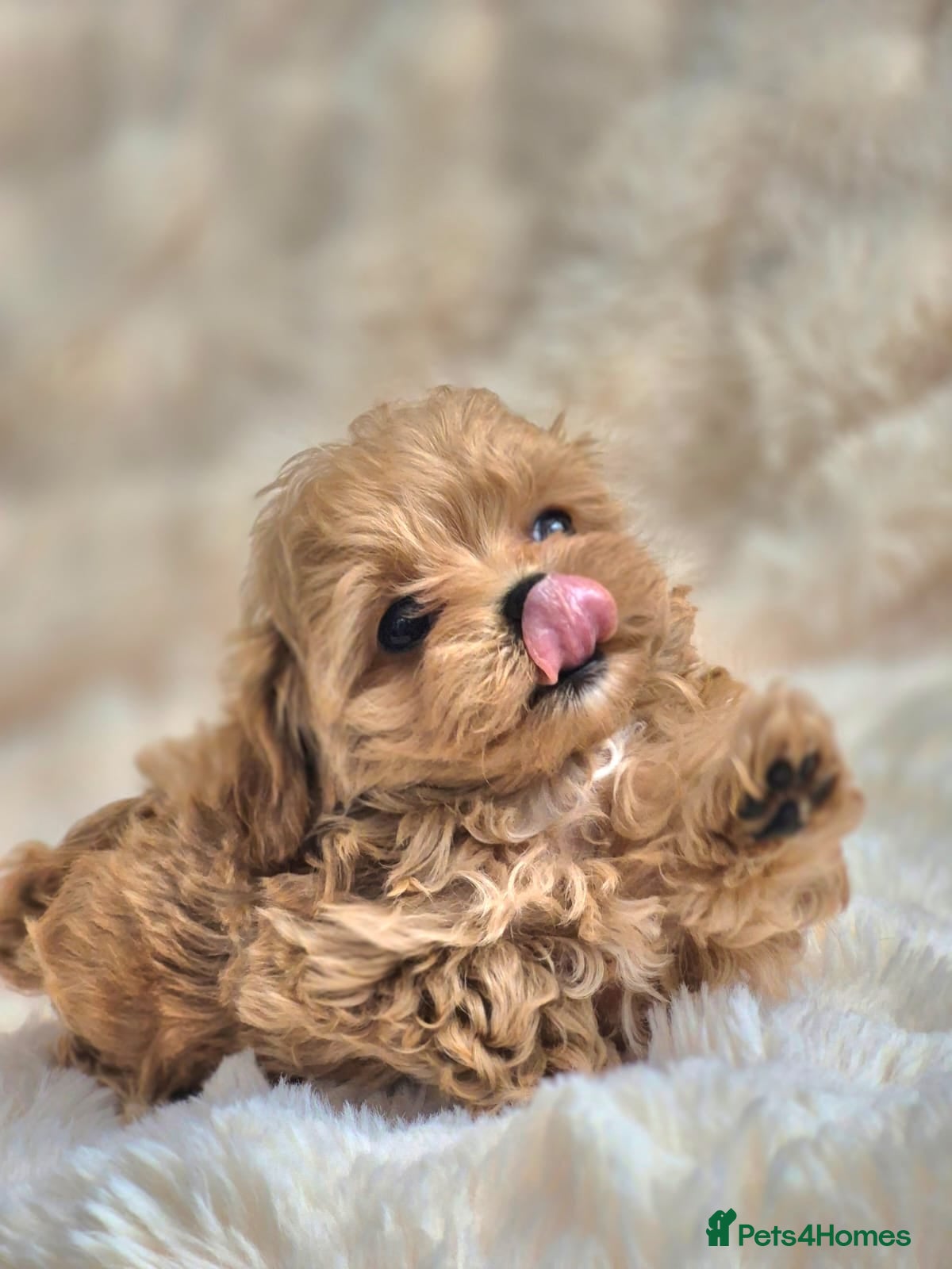 Maltipoo dogs 🐶Amazing Tiny Asian Korean Maltipoo Puppies🐶🦴  - Advert 2
