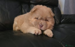 Chow Chow dogs for sale: 💫Stunning Chows Available 🥰❤️ - Image 17