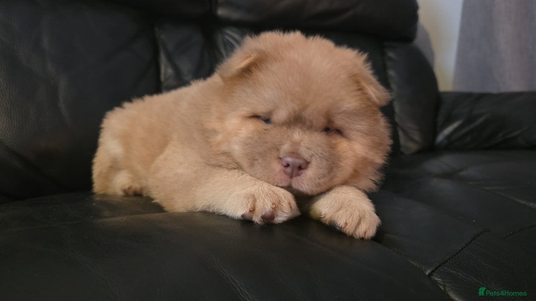Chow Chow dogs for sale: 💫Stunning Chows Available 🥰❤️ - Image 17
