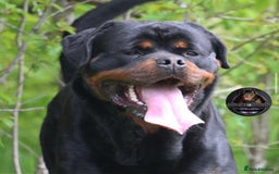 Rottweiler dogs for sale: Top KC Registered Rottweiler Puppies For Sale - Image 11