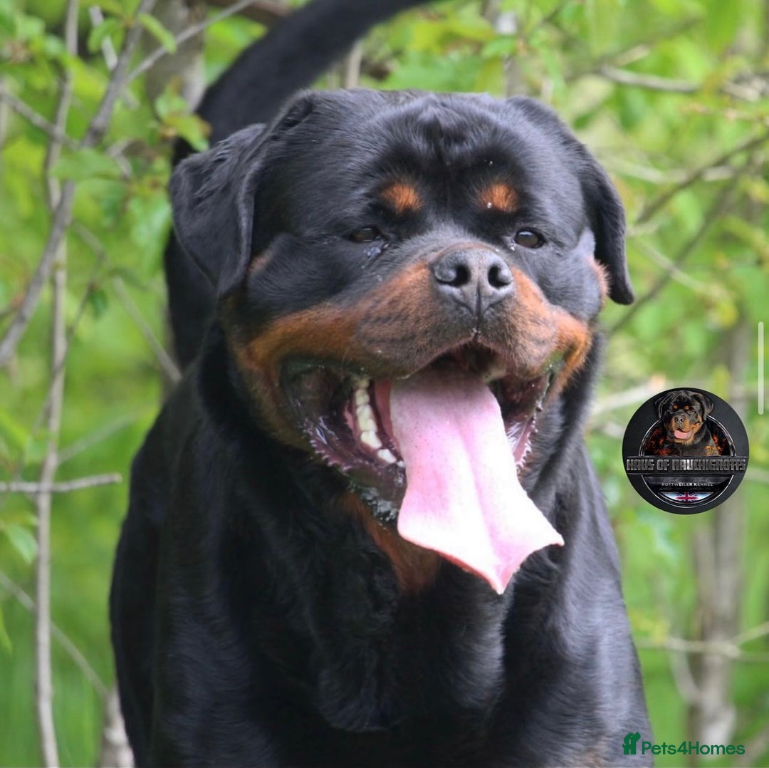 Rottweiler dogs for sale: Top KC Registered Rottweiler Puppies For Sale - Image 11