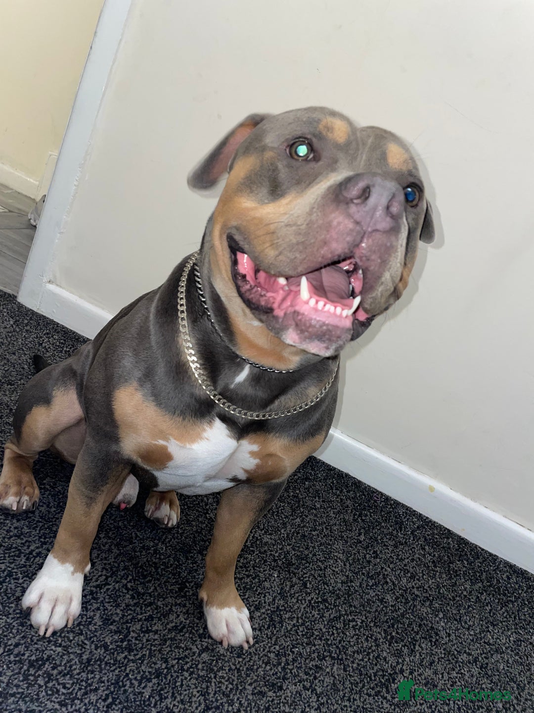 Mixed Breed dogs for sale: American Bully/ Blue American Staffordshire  - Advert 1