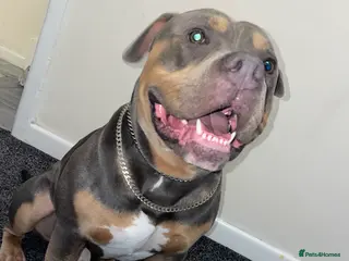 Mixed Breed dogs American Bully/ Blue American Staffordshire - Advert 4