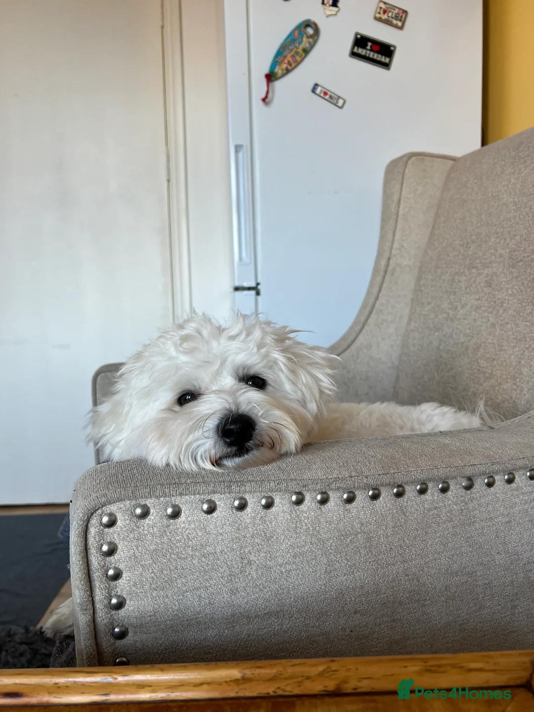 Bichon Frise dogs for stud: Mr Mile - Advert 8