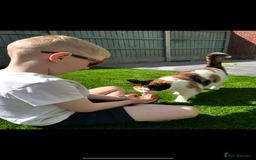 Mixed Breed cats for sale: Loving home wanted for gorgeous cat **free** - Image 2