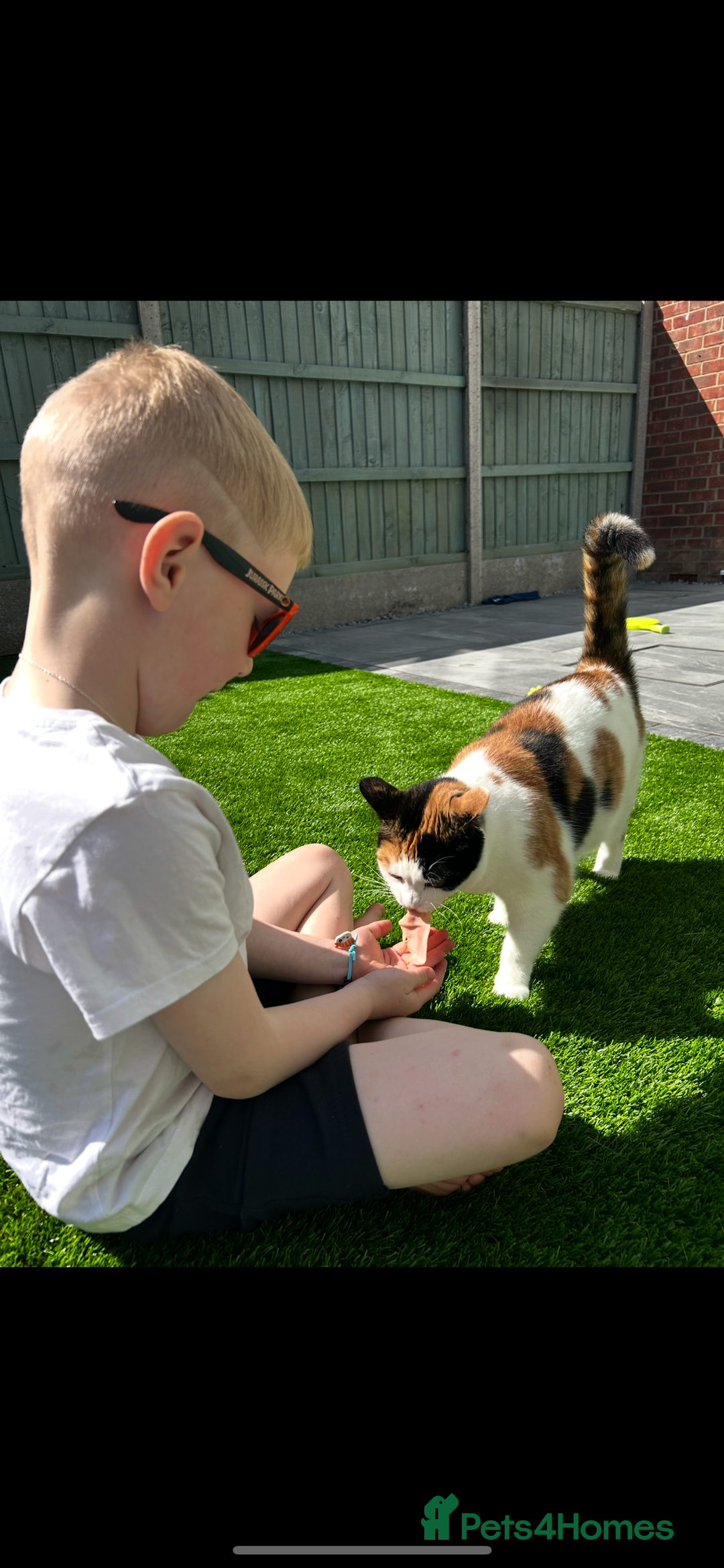 Mixed Breed cats for sale: Loving home wanted for gorgeous cat **free** - Image 2