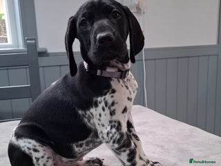 German Shorthaired Pointer dogs KC Registered German Shorthaired Pointer (GSP) - Advert 2