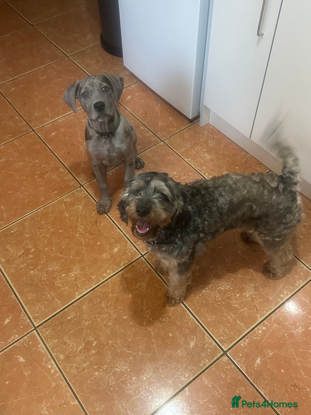 Mixed Breed dogs for sale: 14 week old Rhodesian RidgebackXCane Corso - Advert 5