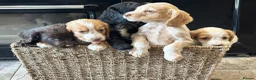 Cocker Spaniel dogs for sale: 🐾 Beautiful Working RKC Cocker Spaniel Puppies🐾 - Advert 12