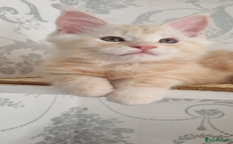 Maine Coon cats - Advert 15