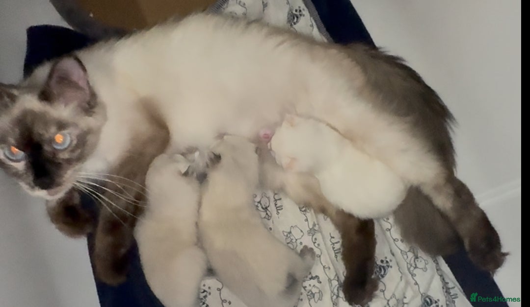 Siamese cats for sale: Siamese cross ragdoll adorable and cutest kittens  - Image 11