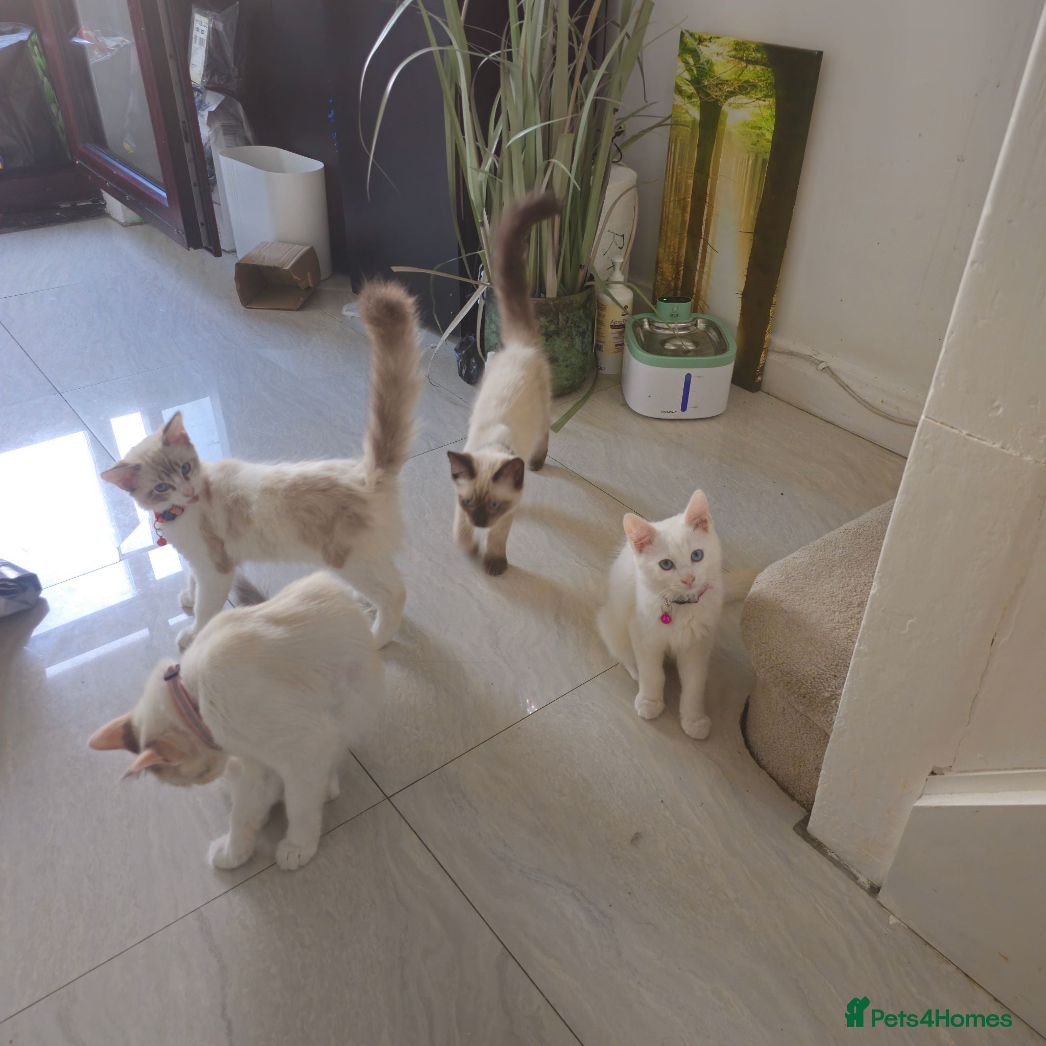 Ragdoll cats 3 Cute Ragdoll kittens - Advert 2