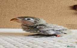 Lovebirds birds for sale: Beautiful hand reared baby love birds 🦜  - Image 10