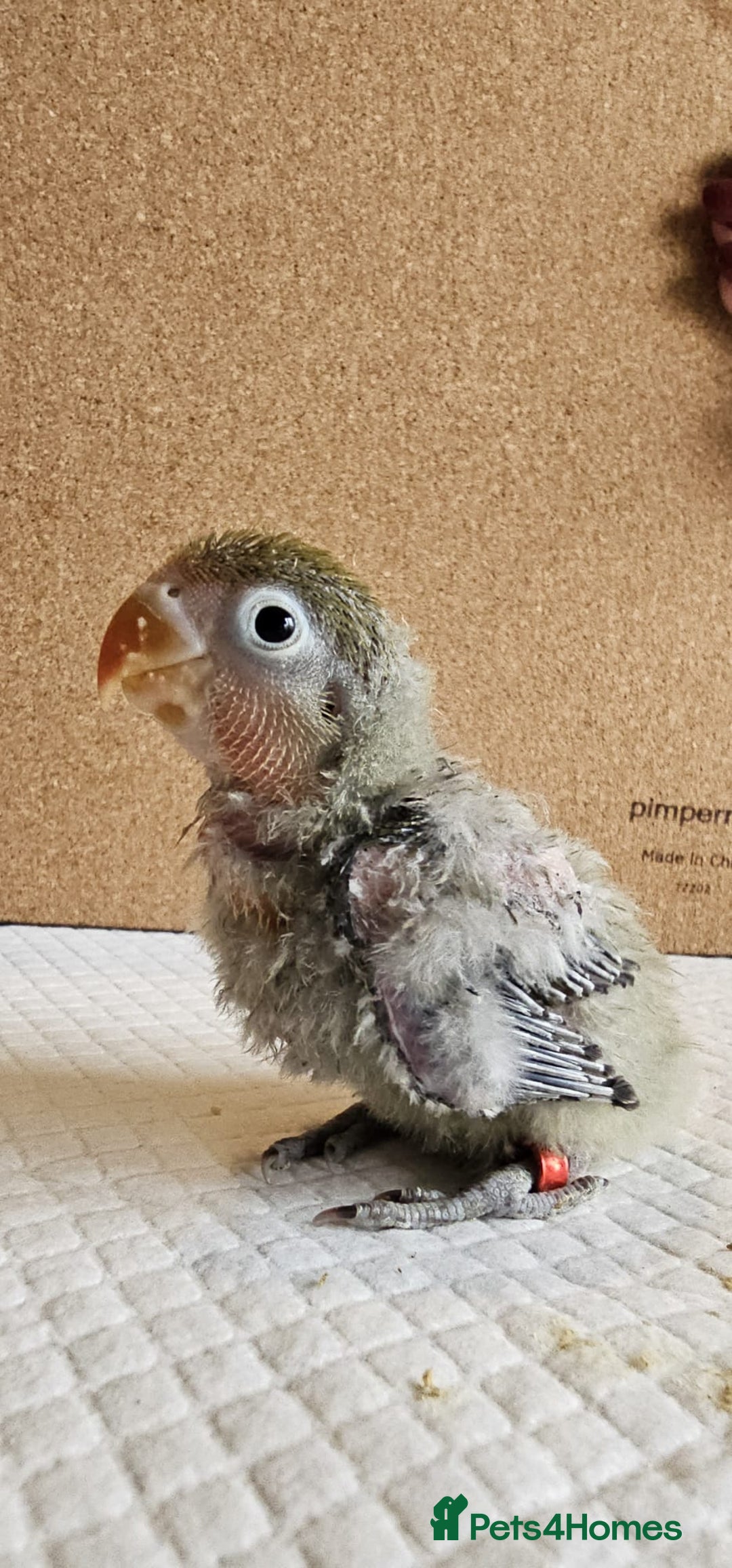 Lovebirds birds for sale: Beautiful hand reared baby love birds 🦜  - Image 10