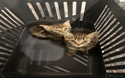 Mixed Breed cats for sale: Kittens ready today 😻 - Image 4