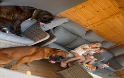 Boxer dogs for sale: Beautiful girl deserves the world 8 months old - Image 10