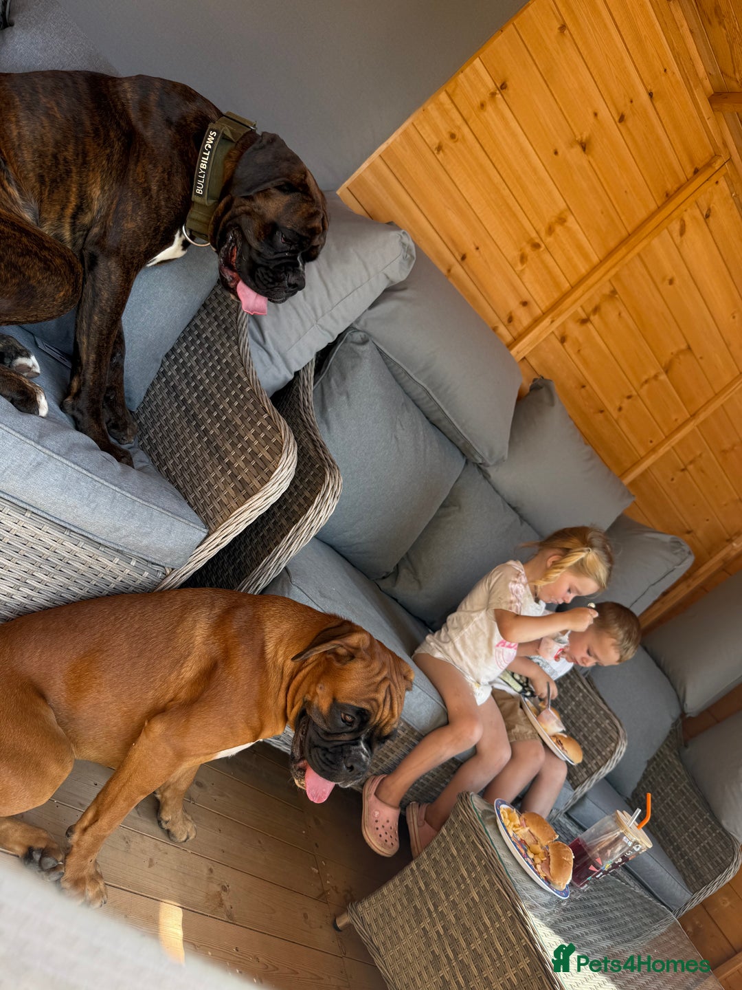 Boxer dogs for sale: Beautiful girl deserves the world 8 months old - Image 10