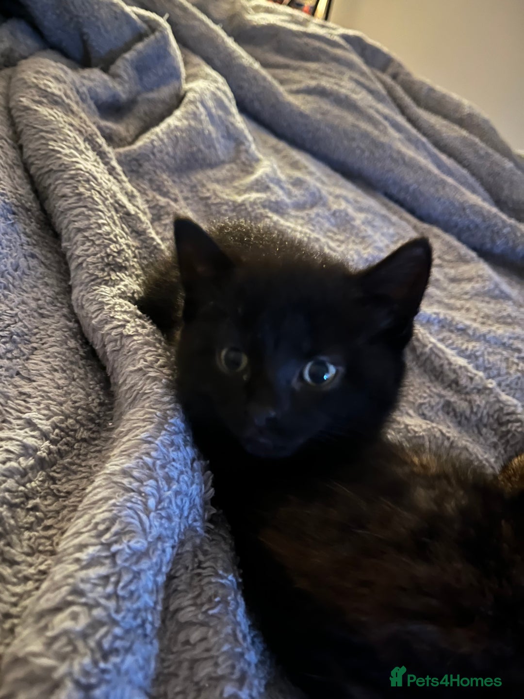 Brazilian Shorthair cats for sale: 4 fluffy kittens  - Advert 4