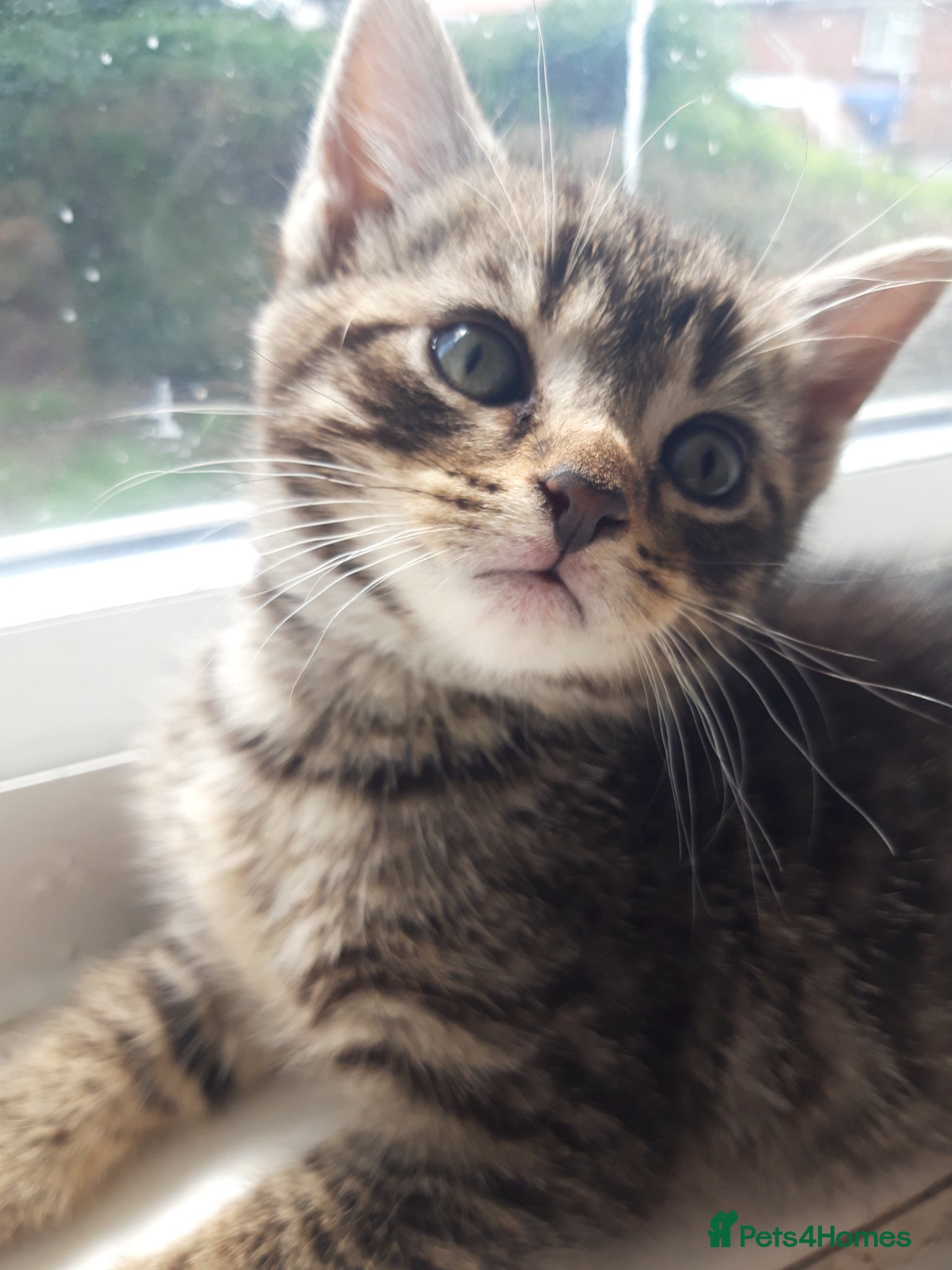 British Shorthair cats for sale: Kittens for sale. 2 boys 1 girl.  in Leeds - Advert 3