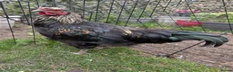 Chickens poultry for sale: Roosters need good home  - Advert 4