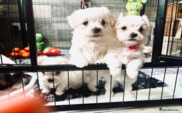Maltese dogs for sale: Tiny Kc registered boys only  🩷💙💙 - Image 4