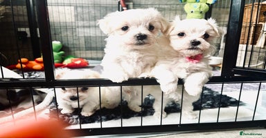 Maltese dogs - Advert 3