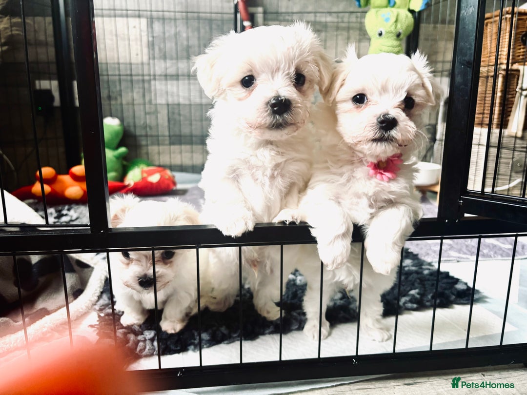 Maltese dogs for sale: Tiny Kc registered boys only  🩷💙💙 - Image 4