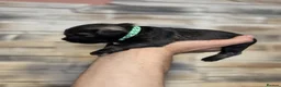 Miniature Schnauzer dogs for sale: Miniature Schnauzer Puppies – Salt & Pepper in Manchester - Advert 10