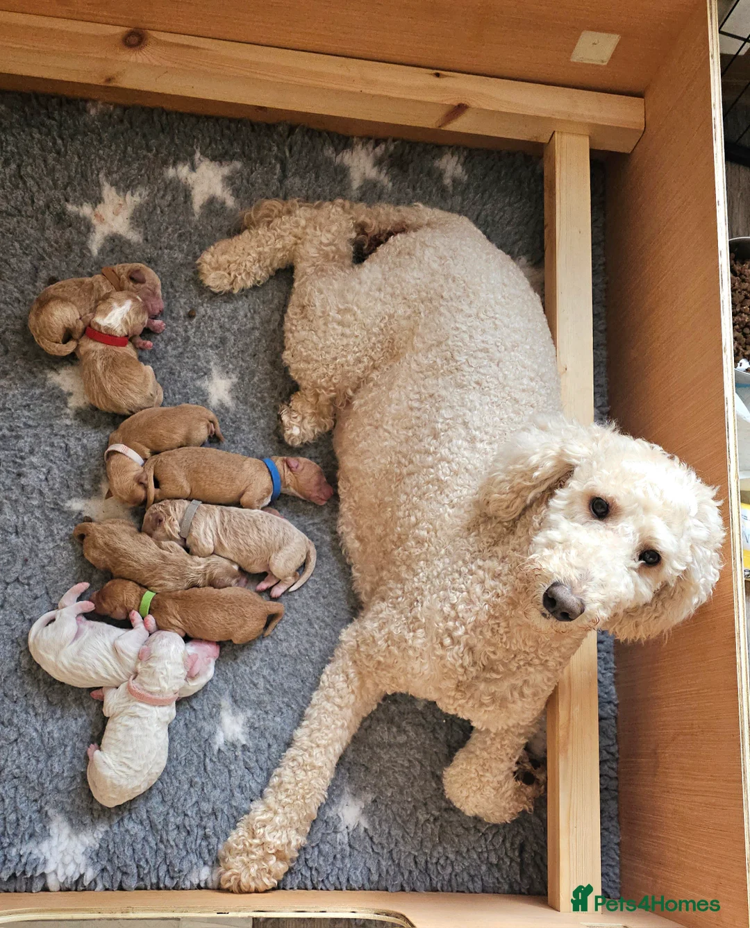 Australian Labradoodle dogs for sale: STUNNING LITTER OF AUSTRALIAN LABRADOODLES  - Advert 14