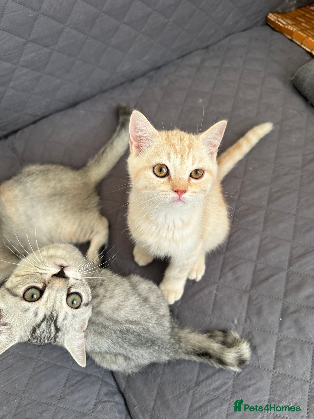 British Shorthair cats for sale: 5 Stunning British Shorthair - Image 38