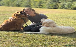 Golden Retriever dogs for sale: 9 gorgeous golden retriever pups  - Image 12