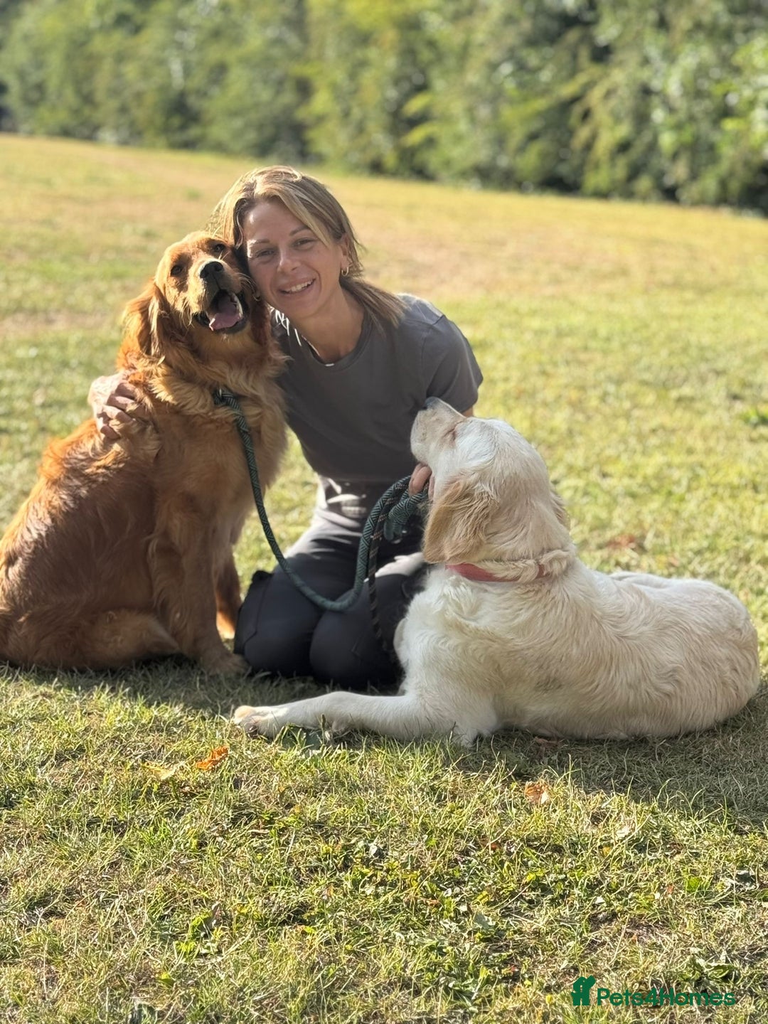 Golden Retriever dogs for sale: 9 gorgeous golden retriever pups  - Image 12