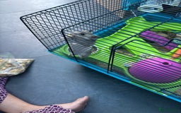 Hamster rodents for sale: Syrian Hamster with cage - Image 5