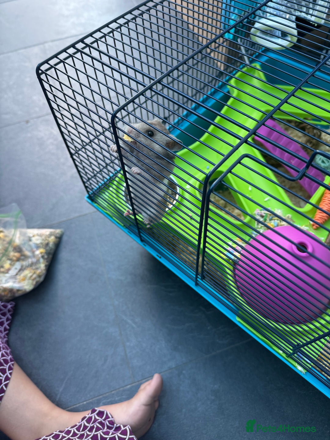 Hamster rodents for sale: Syrian Hamster with cage - Image 5