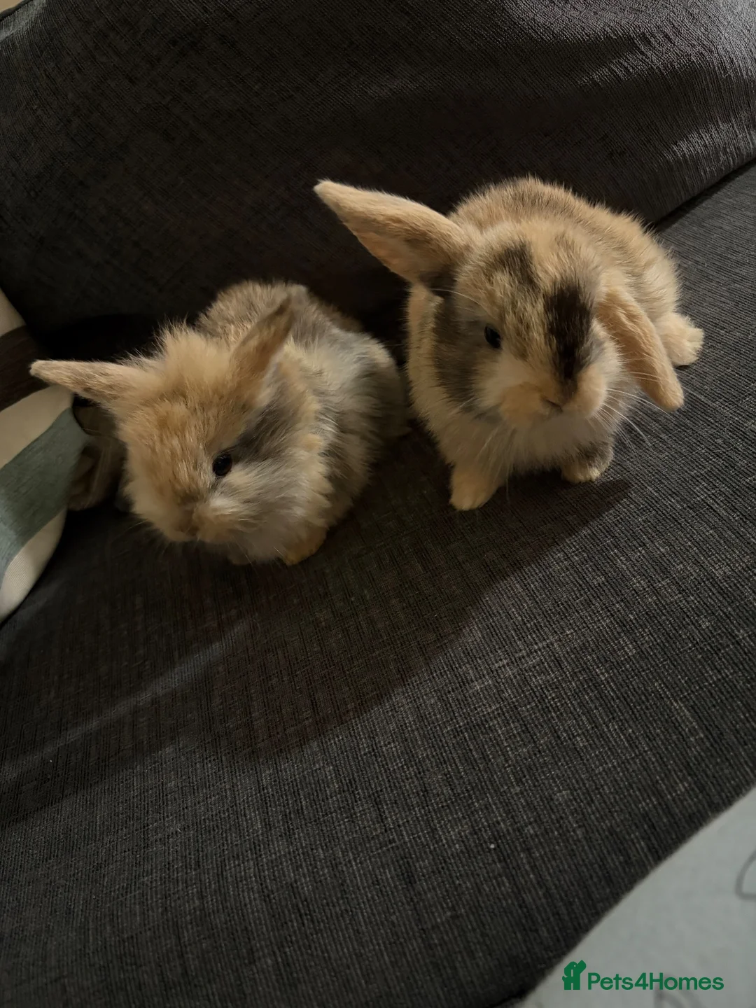 Mini Lion Lop rabbits for sale: 6 mini lion lops - Advert 2