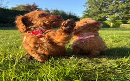 Cockapoo dogs for sale: Stunning Fox Red f1 cockapoo puppies  - Image 13