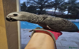 Parrots birds for sale: Super Tamed Baby African Grey Parrots available  - Image 5