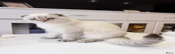 Scottish Fold cats for sale: 🐾 Stunning Scottish Fold Girl  🐾 - Advert 8