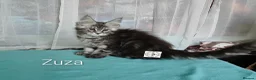 Maine Coon cats for sale: Polidactyl XXL maine coon girl❤️ - Advert 10