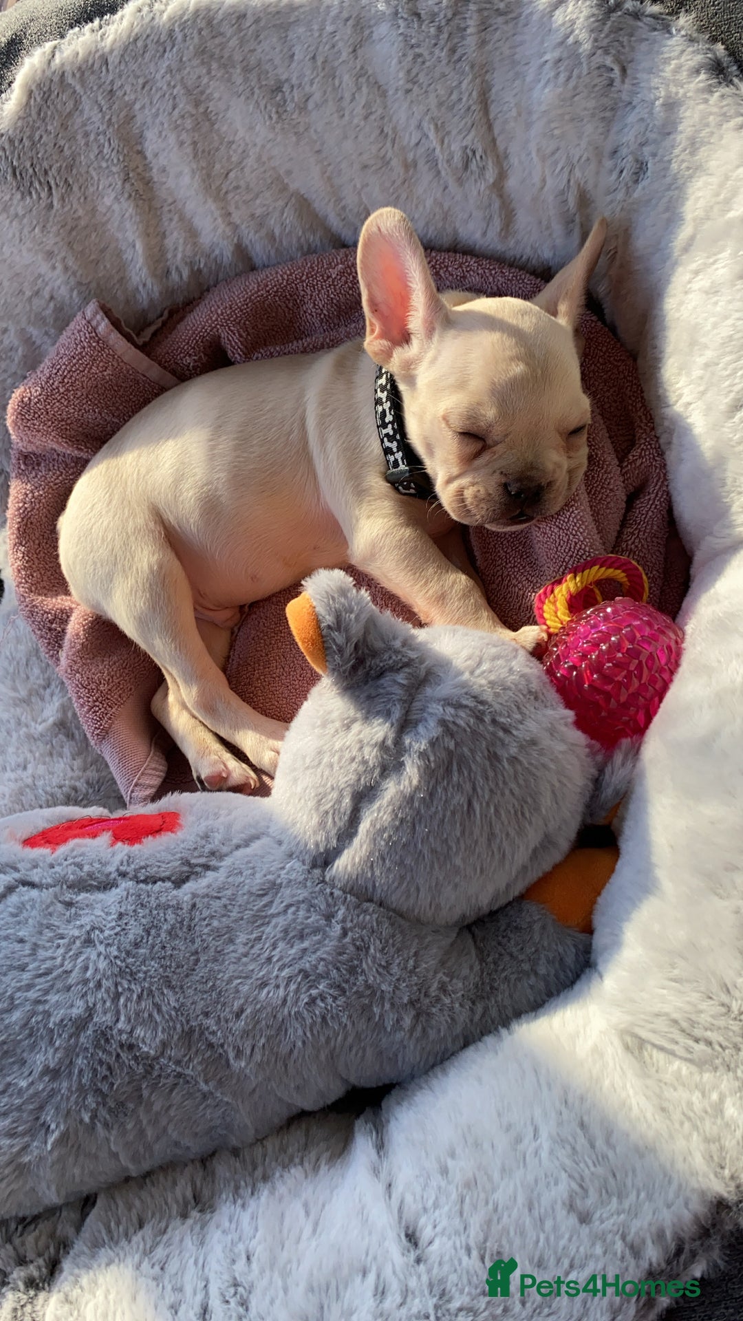 French Bulldog dogs for stud: 🔥 SIMBA 🔥 French Bulldog for Stud - Advert 15