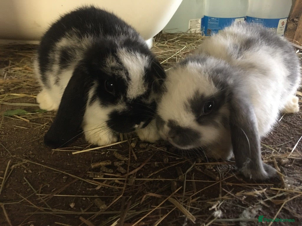 Mini Lop rabbits for sale: Gorgeous mini lops for sale  - Advert 1