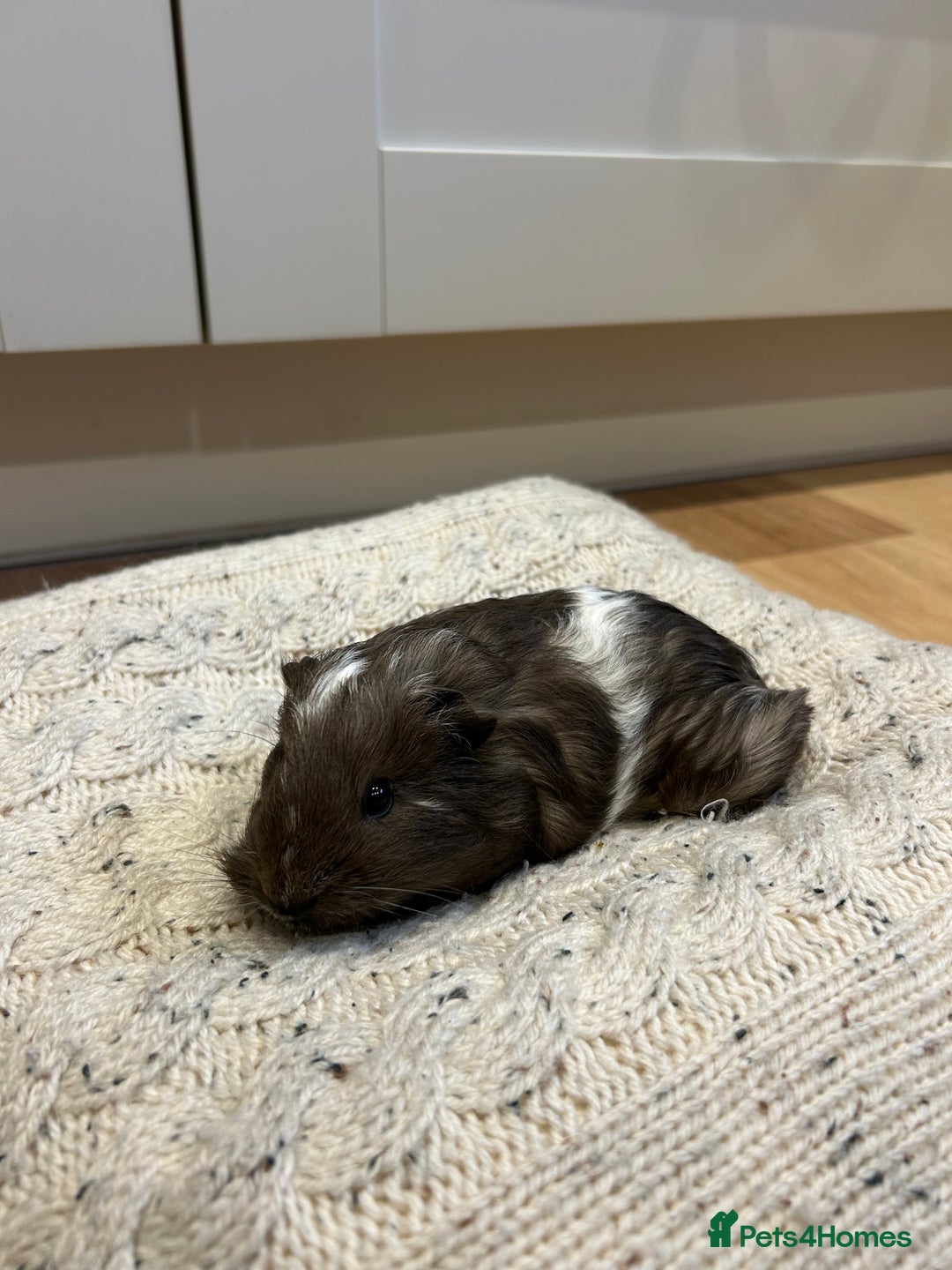 Guinea Pig rodents for sale: Guinea pigs 🐹🐹🐹 near Totnes, Devon - Advert 3