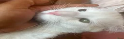Maine Coon cats for sale: Russian white x Maine coone BL - Advert 5
