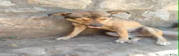 Mixed Breed dogs for adoption: Lucky 1 year small/medium Macedonian Rescue - Advert 8