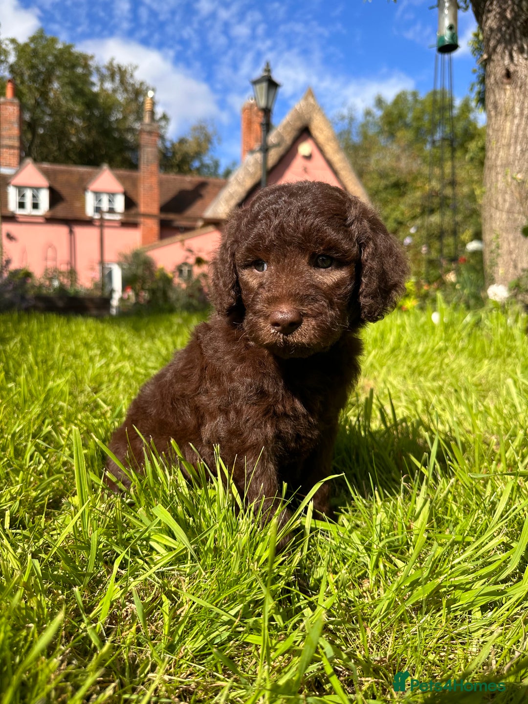 Goldendoodle dogs for sale: Standard Goldendoodle Puppies - Waiting List - Image 2