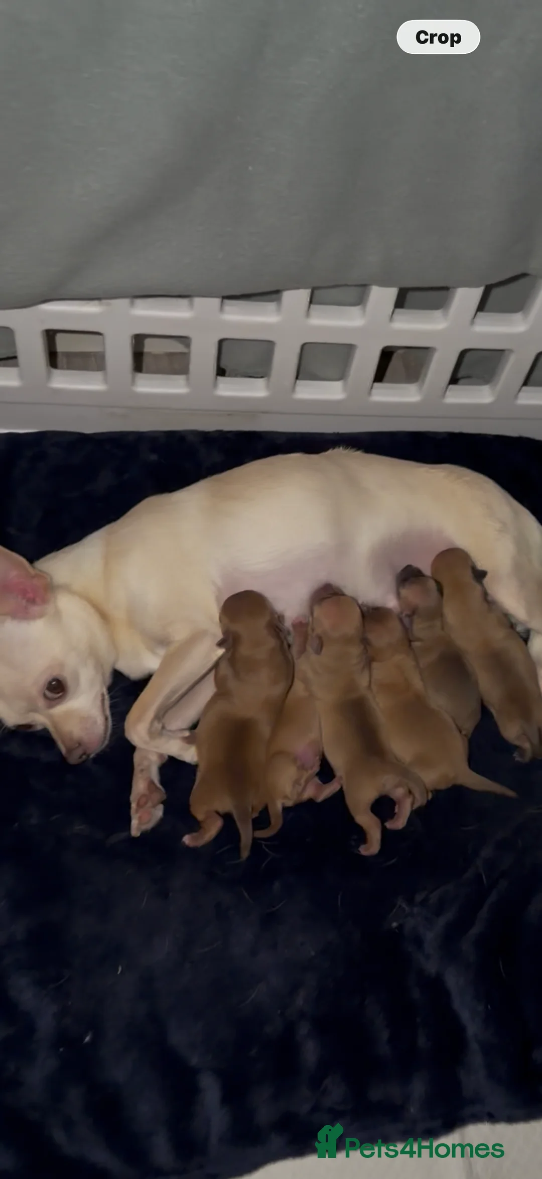 Chihuahua dogs for sale: Chihuahua  in Liverpool - Advert 2