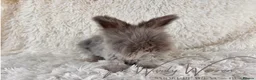 Angora rabbits for sale: FULLY VACCINATED ANGORA BROTHERS  - Advert 7